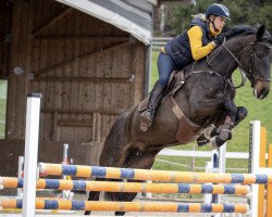 jumper Diacara Z (Zangersheide riding horse, 2017, from Diarado)