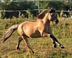 stallion Zando (Fjord Horse, 2003, from Tunar NL-I-52)