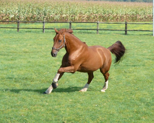 Pferd Giorgio 26 (Hannoveraner, 1989, von Garibaldi II)