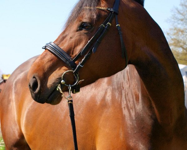 Pferd Galdina (Oldenburger, 2007, von Heops)