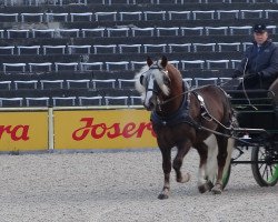 stallion Dagobert (Black Forest Horse, 2016, from Donner)