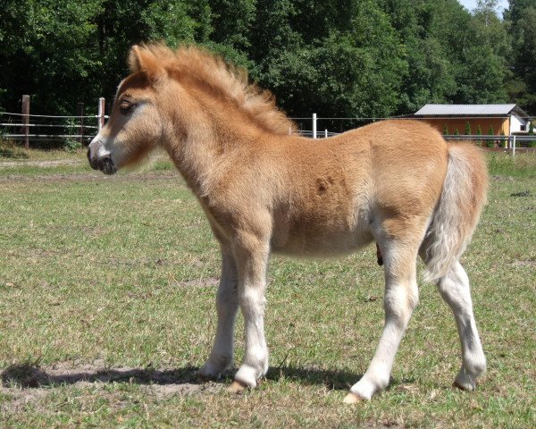 horse Lovelyminis Great Rush (Shetland pony (under 87 cm), 2011, from Gustavson B)