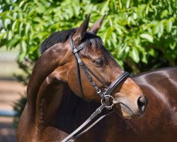 Zuchtstute Wadonna (Trakehner, 2001, von Parforce)