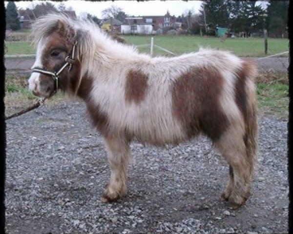 horse Lovelyminis Divnyi (Dt.Part-bred Shetland pony, 2011, from Diego vom Landhof)