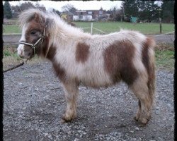 Pferd Lovelyminis Divnyi (Dt.Part-bred Shetland Pony, 2011, von Diego vom Landhof)