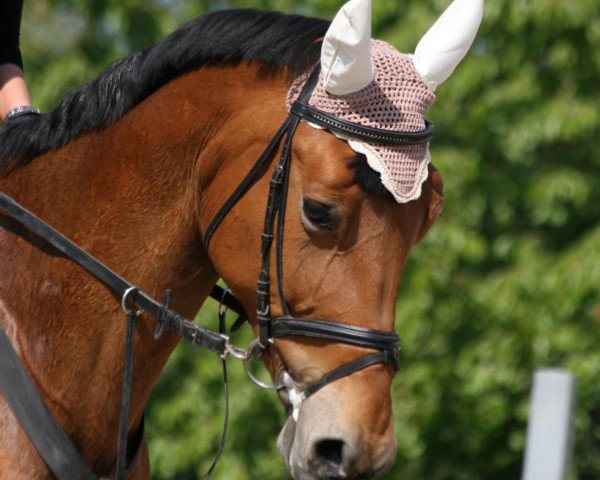 broodmare Retina (Württemberger, 2001, from Rhodos)