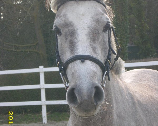 broodmare El S Kassya ox (Arabian thoroughbred, 2010, from El Sadeek Ibn Maysoun ox)