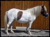 Zuchtstute Nelly (Dt.Part-bred Shetland Pony, 2006, von Bayerns McMuffin)