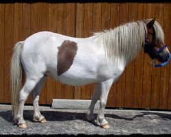 Zuchtstute Nelly (Dt.Part-bred Shetland Pony, 2006, von Bayerns McMuffin)