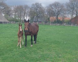 jumper Geany Whisper (Hanoverian, 2013, from Gavi)