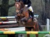 jumper Beluna 3 (Austrian Warmblood, 2002, from Leviano)