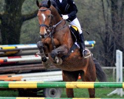 jumper Beluna 3 (Austrian Warmblood, 2002, from Leviano)