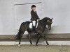 jumper Mexol (German Riding Pony, 2004, from Mambo Moscan)