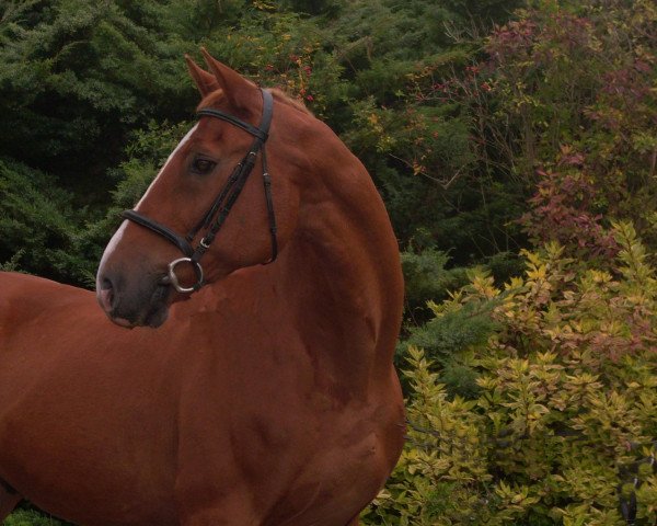 stallion Cor de Angelo J (Holsteiner, 1983, from Cor de la Bryère)