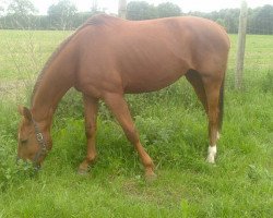 broodmare Wayana (Hanoverian, 2000, from Wanderbursch II)