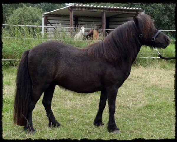 broodmare Sternchen (Shetland Pony, 1995, from Incus)