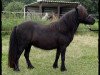 Zuchtstute Sternchen (Shetland Pony, 1995, von Incus)