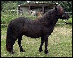 Zuchtstute Sternchen (Shetland Pony, 1995, von Incus)