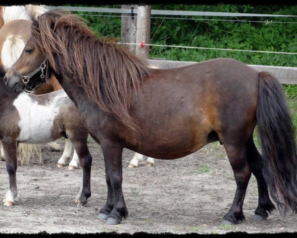 broodmare Zoe van Stal Salland (Shetland pony (under 87 cm), 2006, from Zenith van Stal Noor-Zuid)