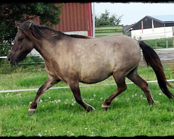 horse Stardust vom Haselbusch (Shetland pony (under 87 cm), 2009, from Cranford Double Cream)