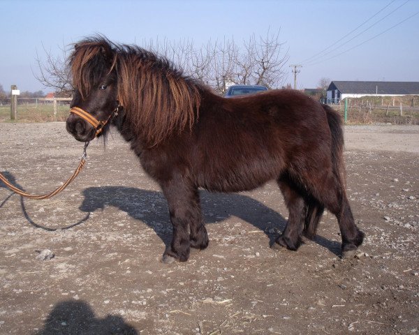 Pferd Tarik vom Ellernbrook (Shetland Pony (unter 87 cm), 2008, von Braywood Tuxedo)