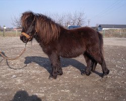 Pferd Tarik vom Ellernbrook (Shetland Pony (unter 87 cm), 2008, von Braywood Tuxedo)