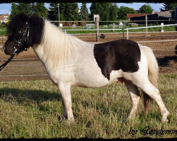 Deckhengst Toby vom Ellernbrook (Shetland Pony (unter 87 cm), 2008, von Braywood Tuxedo)