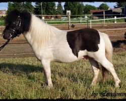 stallion Toby vom Ellernbrook (Shetland pony (under 87 cm), 2008, from Braywood Tuxedo)