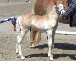 horse Hengst von Wunderknabe (Haflinger, 2013, from Wunderknabe)