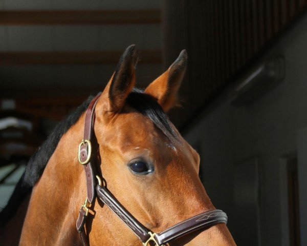 horse Olivia du Puy (Slovakian Warmblood, 2016, from Dormane du Puy)