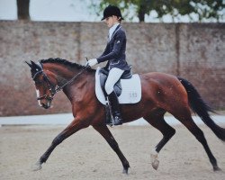 dressage horse Topkleinefeine (German Riding Pony, 2006, from Top Karetino)