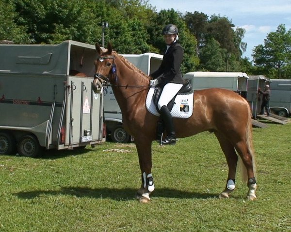 dressage horse Flavour 3 (Westphalian, 2003, from Fürst Piccolo)