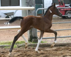 Pferd Sunny (Deutsches Reitpferd, 2013, von Semper)