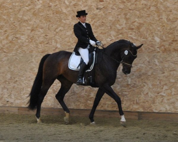 broodmare Goldika 633 (Zweibrücken, 2003, from Glorieux)