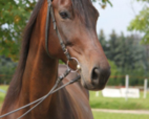 broodmare Helene (Sachse, 2002, from Rittersport)