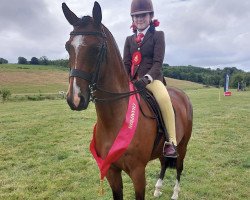 Pferd Goldengrove Maydream (Welsh Pony (Sek.B),  , von Holyoake Czar)