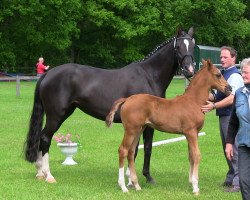 dressage horse Valegra 3 (Westphalian, 2013, from Vitalis)