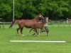 dressage horse Raffinesse de l'amour (Westphalian, 2013, from Rock Forever NRW)