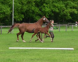 dressage horse Raffinesse de l'amour (Westphalian, 2013, from Rock Forever NRW)