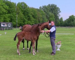 Zuchtstute Monte's First (Westfale, 2013, von Monte Cain)