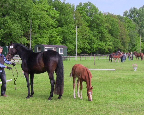 dressage horse Hengst von Johnson (Westphalian, 2013, from Glock's Johnson Tn)