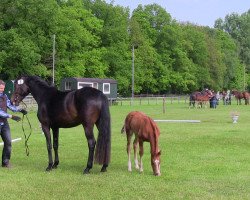 Dressurpferd Hengst von Johnson (Westfale, 2013, von Glock's Johnson Tn)