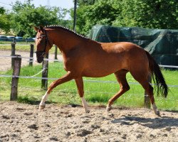 broodmare Samira B (Hanoverian, 2009, from Sir Donnerhall I)