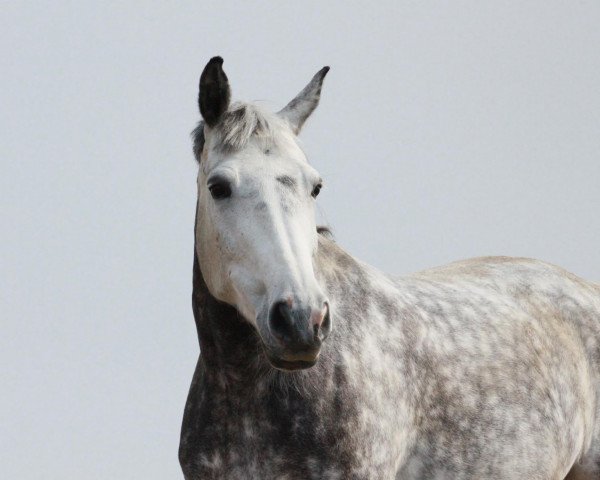 Zuchtstute Djahill de La Grange (Belgisches Warmblut, 2003, von Parco)