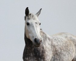 Springpferd Djahill de La Grange (Belgisches Warmblut, 2003, von Parco)