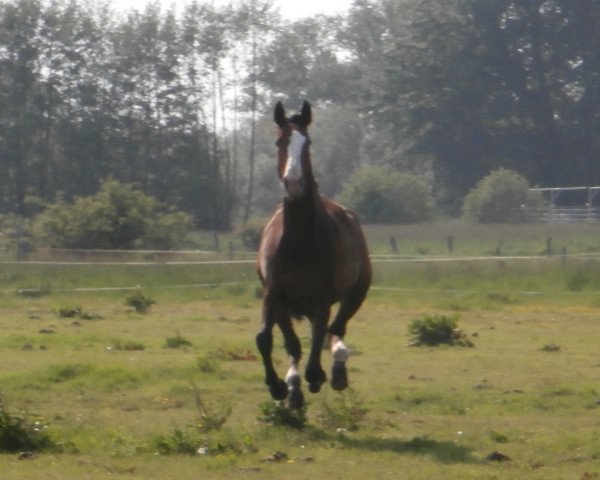 dressage horse Lorena (German Riding Pony, 2005, from Longchamp)