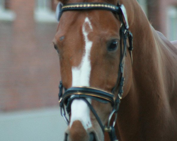 Pferd Cappucino 11 (Hessisches Warmblut, 1994, von Calderon)