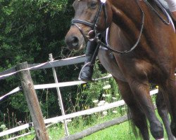 dressage horse Pierce 2 (Trakehner, 1999, from Lehndorff's)