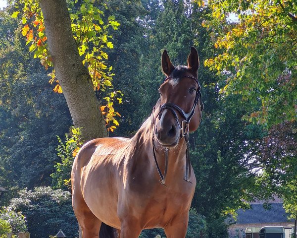 Springpferd Balou (Holsteiner, 2011, von Com Air II)