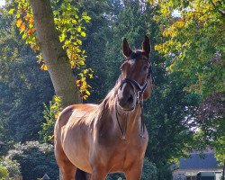 jumper Balou (Holsteiner, 2011, from Com Air II)